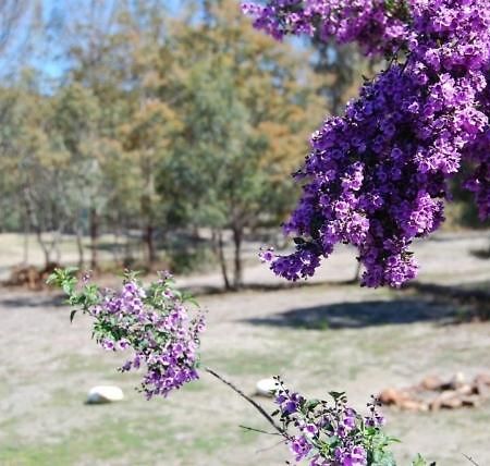 Gumleaves Bush Holidays Little Swanport Экстерьер фото