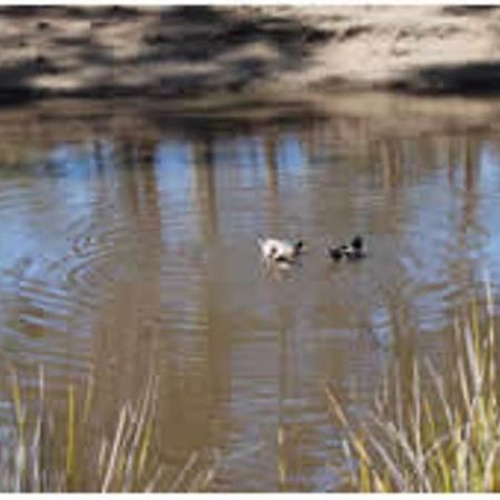 Gumleaves Bush Holidays Little Swanport Экстерьер фото