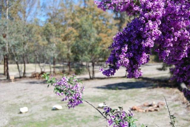 Gumleaves Bush Holidays Little Swanport Экстерьер фото