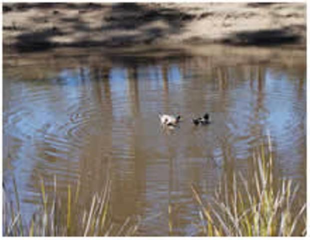 Gumleaves Bush Holidays Little Swanport Экстерьер фото